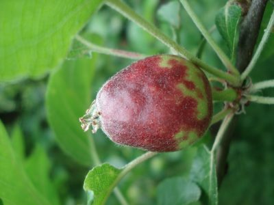 Unreifer Apfel