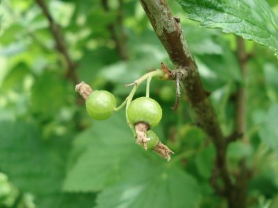 Johannisbeere (Ribisel)