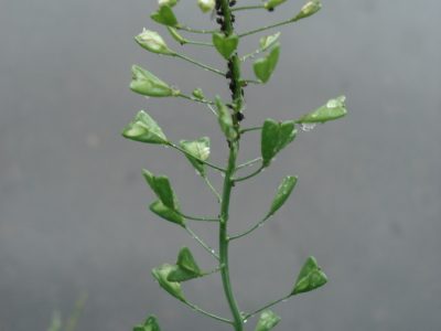 Hirtentäschel