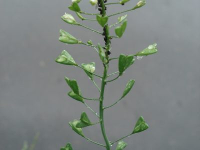 Samentaschen des Hirtentäschels