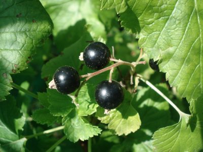 Schwarze Johannisbeere
