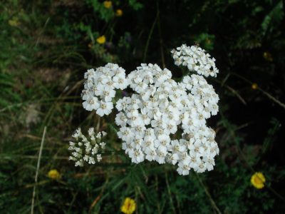 Schafgarbe