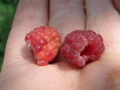 Waldhimbeeren