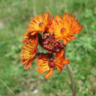 Orange-rotes Habichtskraut