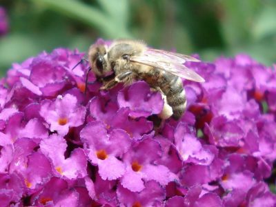 Biene auf Sommerflieder