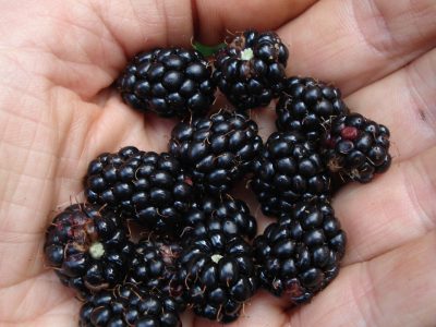 Brombeeren