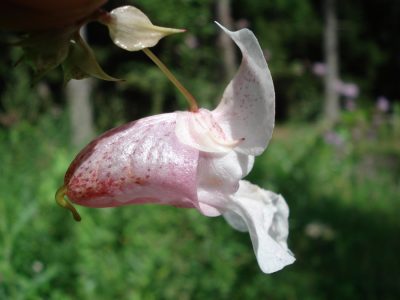Indisches Springkraut