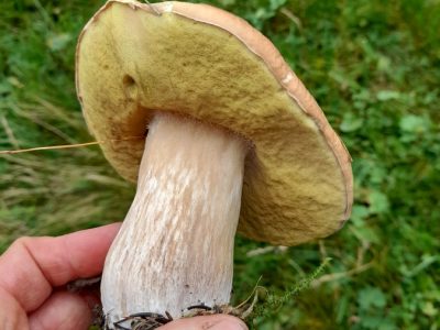 Steinpilz