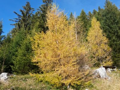 Lärche im Herbstkleid