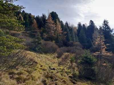 Grünerlen im Hochwald