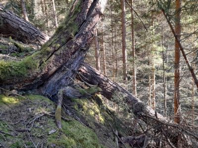 Umgestürzter Baum