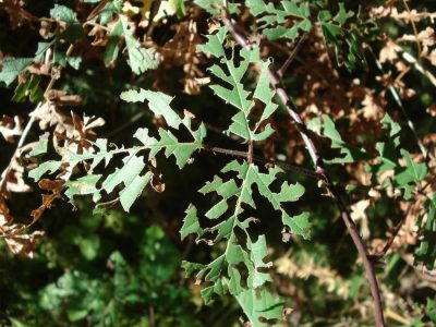 Brombeerblatt-Scherenschnitt