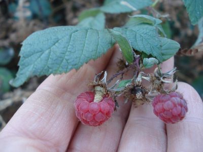 Himbeeren im November