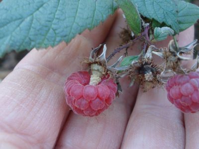 Himbeeren im November