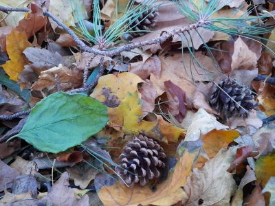 Kiefernzapfen im Herbstlaub