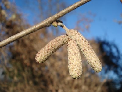 Winterliche Haselkätzchen