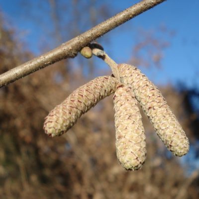 Winterliche Haselkätzchen