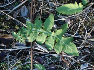 Kohldistel