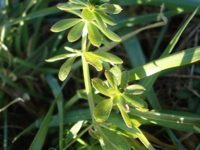 Wiesenlabkraut