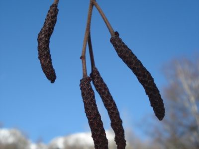 Erlenkätzchen