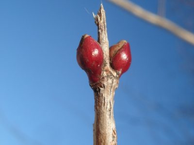 Gemeiner Schneeball-Knospen