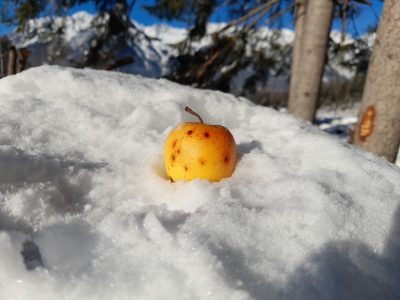 Apfel im Schnee