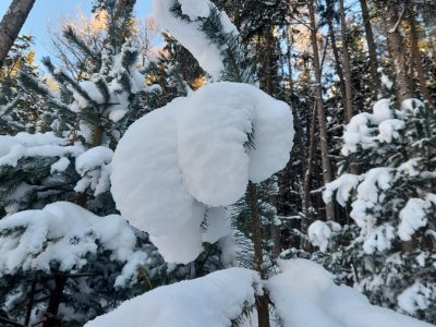 Schnee auf Fichte