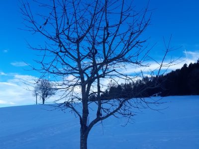 Zwetschgenbaum