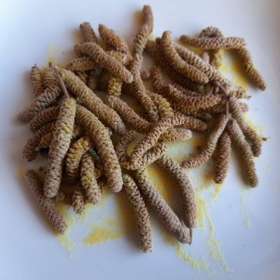 Haselkätzchen mit Pollen