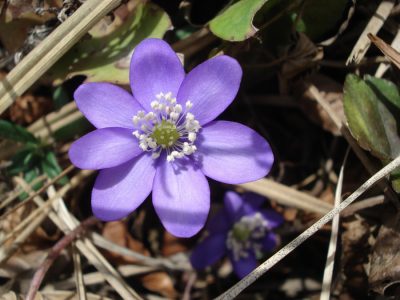 Leberblümchen