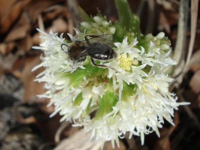 Erdbiene auf Pestwurz