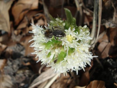 Erdbiene auf Pestwurz