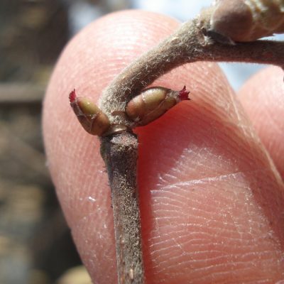 Weibliche Haselblüten