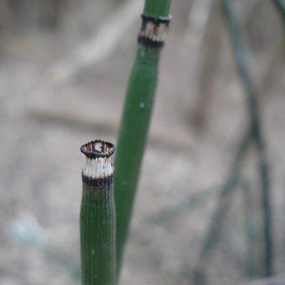 Winter-Schachtelhalm