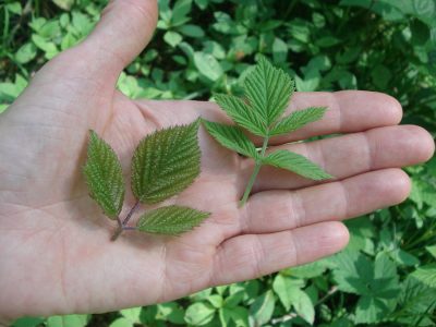 Vergleich Brombeer- und Himbeerblatt