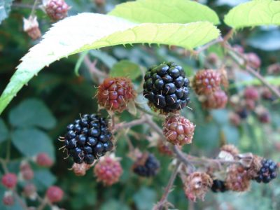 Brombeere