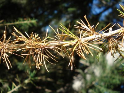 Lärchennadeln im Herbst